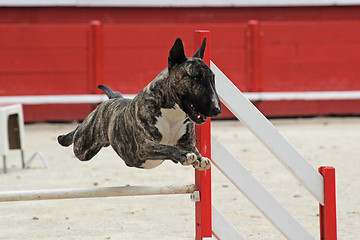 Image showing  bull terrier in agility