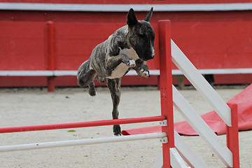 Image showing  bull terrier in agility