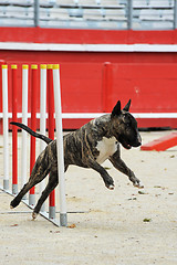 Image showing  bull terrier in agility