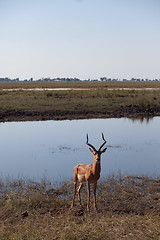 Image showing IMPALA (Aepyceros melampus)