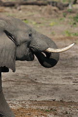 Image showing Elephant drinking