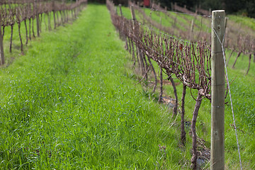 Image showing Franschhoek vineyard