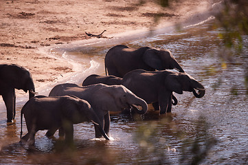 Image showing Group of elephants drinking