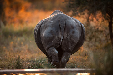 Image showing Rhino rear end