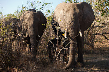 Image showing Two elephants, head-on