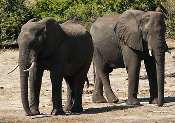 Image showing Two elephants, head-on