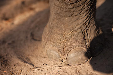 Image showing Elephant foot