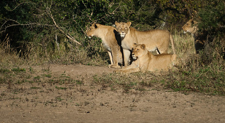 Image showing Group of three lions