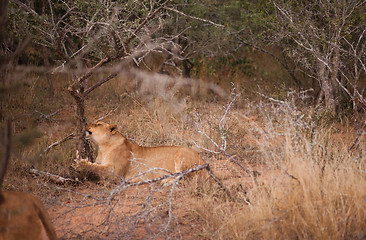 Image showing Female lion scratching at a tree