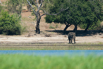 Image showing Baby elephant at riverside