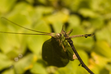 Image showing Leaf-mimicking katydid clinging to branch