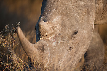 Image showing Grazing rhino up close