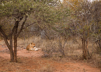 Image showing Lion laying in the bush