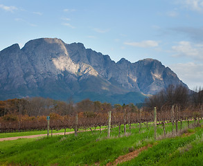 Image showing South African Vineyard