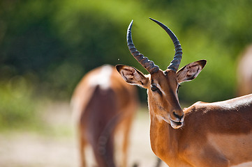 Image showing Impala turning head