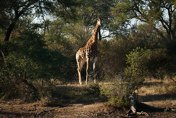 Image showing GIRAFFE (Giraffa camelopardalis)