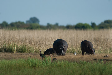 Image showing Two grazing hippos