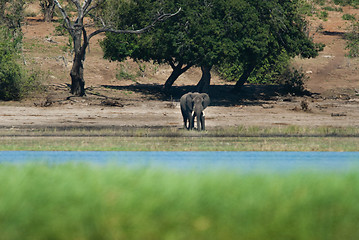 Image showing Baby elephant at riverside