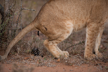 Image showing Lion defecating 2