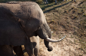 Image showing High angle view of elephant