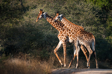 Image showing Giraffes