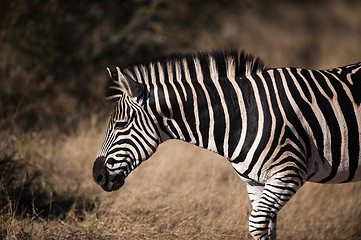 Image showing PLAINS ZEBRA (Equus quagga) profile view