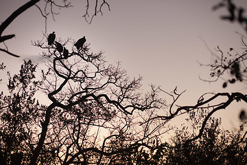 Image showing Four vultures perched in a tree