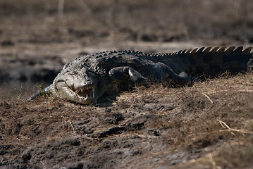 Image showing Crocodile baring teeth