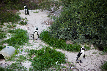 Image showing African Penguins