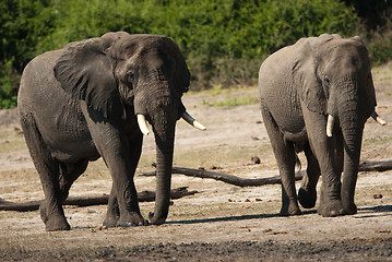 Image showing Two elephants walking towards camera