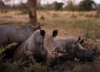 Image showing Group of rhinos in the mud