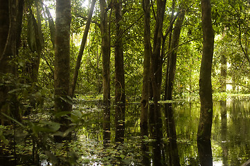 Image showing Amazon Rainforest Swamp