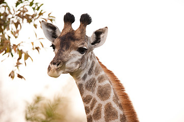 Image showing GIRAFFE (Giraffa camelopardalis) up close 2