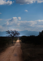 Image showing Savannah Road and Tree