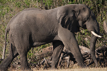 Image showing Elephant walking profile view