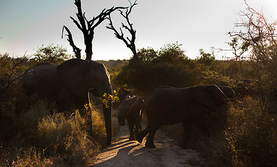 Image showing Elephants crossing a trail