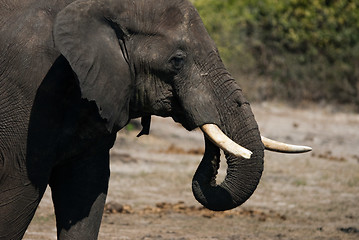 Image showing Elephant drinking