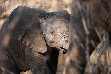 Image showing Baby elephant walking