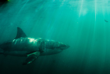 Image showing Great White Shark