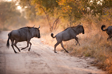 Image showing Two BLUE WILDEBEEST (Connochaetes taurinus) 