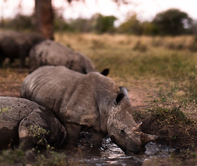 Image showing Group of rhinos in the mud