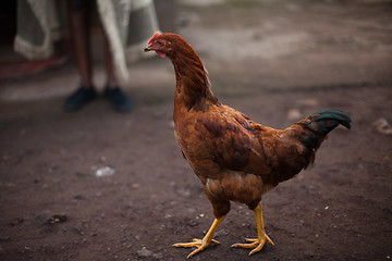 Image showing Rooster walking free