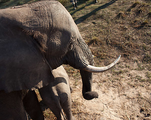 Image showing High angle view of elephant 2