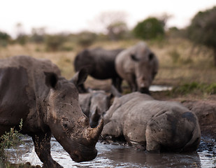 Image showing Group of rhinos in the mud