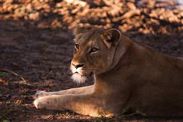 Image showing Female lion near Kruger National Park, South Africa