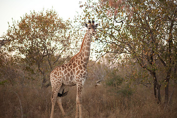 Image showing GIRAFFE (Giraffa camelopardalis)