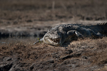 Image showing Crocodile baring teeth