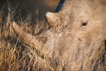 Image showing Grazing rhino up close