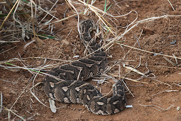 Image showing PUFF ADDER (Bitis arietans)