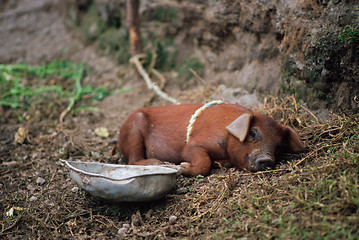 Image showing Sleeping Pig